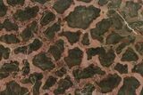 4.4" Polished Stromatolite (Minjaria) Slab - 800 Million Years - #130618-1